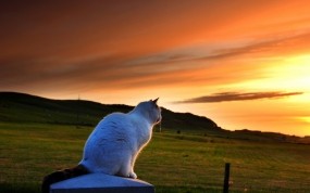 Обои Кошка любуется закатом: Закат, Кошка, Луг, Кошки