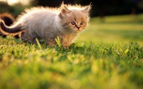 Обои Котёнок на прогулке: Трава, Лето, Котёнок, Кошки