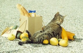 Обои Объевшийся кот: Кот, Отдых, покупки, Кошки