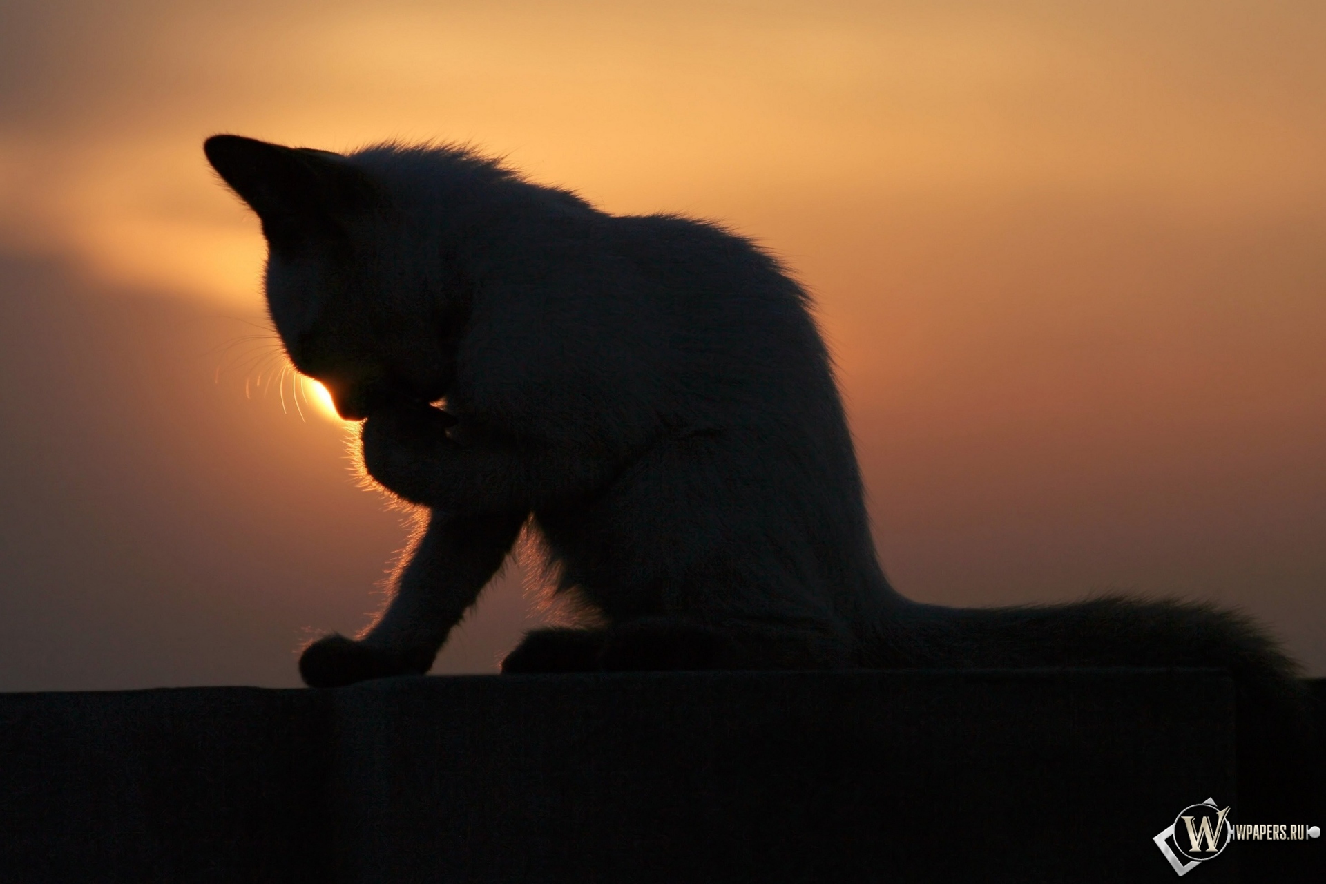 Котёнок на закате 1920x1280