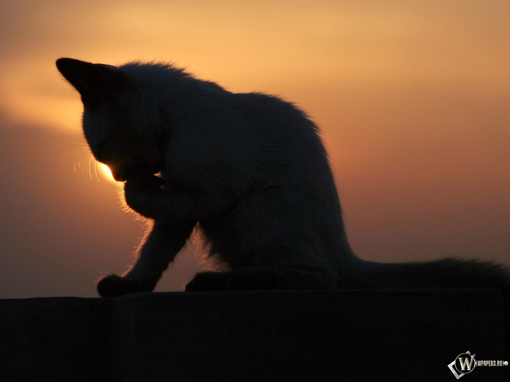 Котёнок на закате 2048x1536