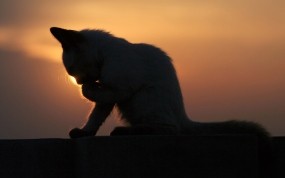 Обои Котёнок на закате: Закат, Котёнок, Кошки