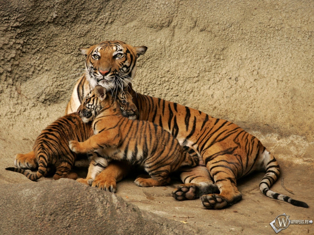 Тигрица с тигрятами 1024x768