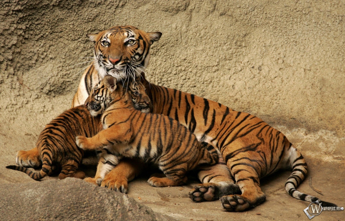 Тигрица с тигрятами 1200x768