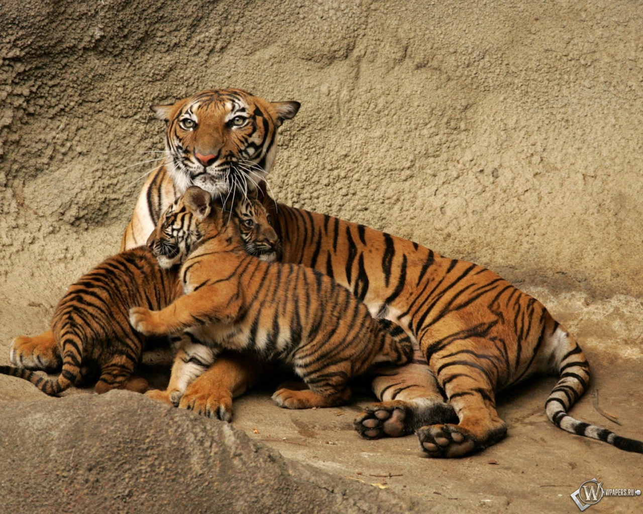 Тигрица с тигрятами 1280x1024