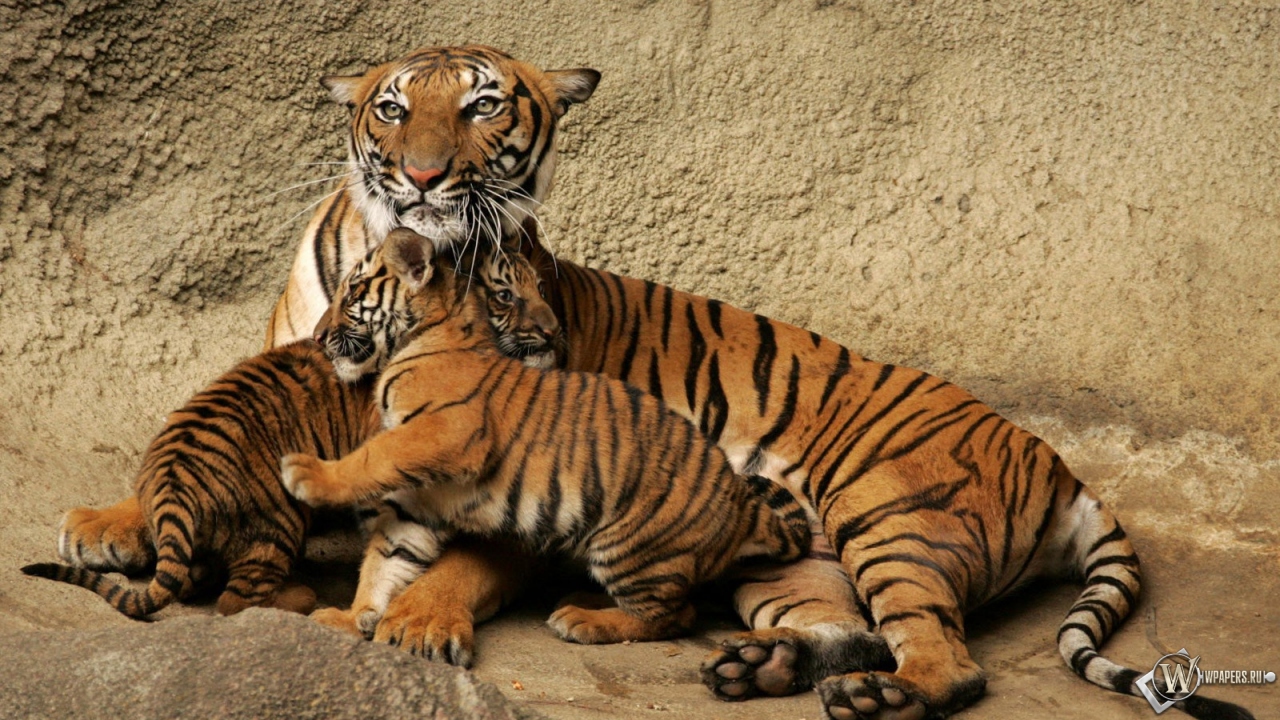 Тигрица с тигрятами 1280x720