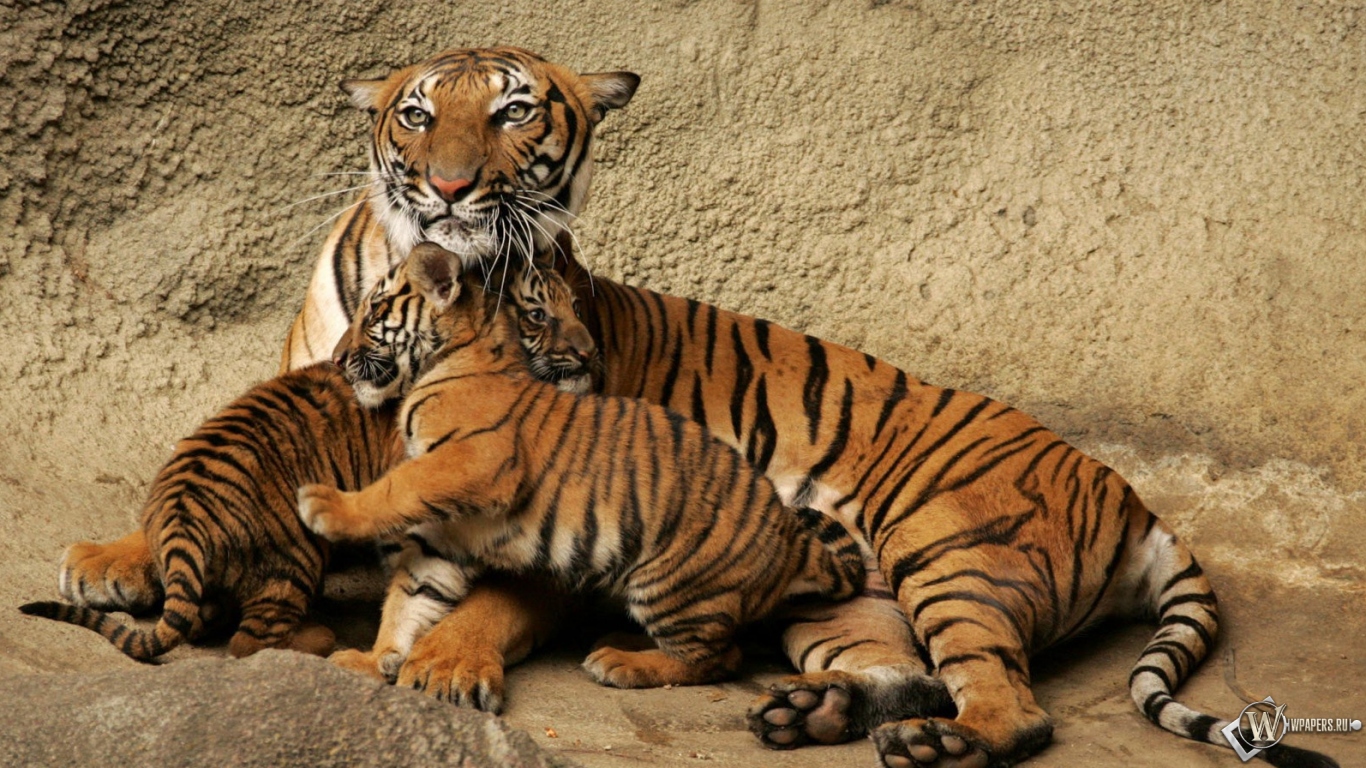 Тигрица с тигрятами 1366x768