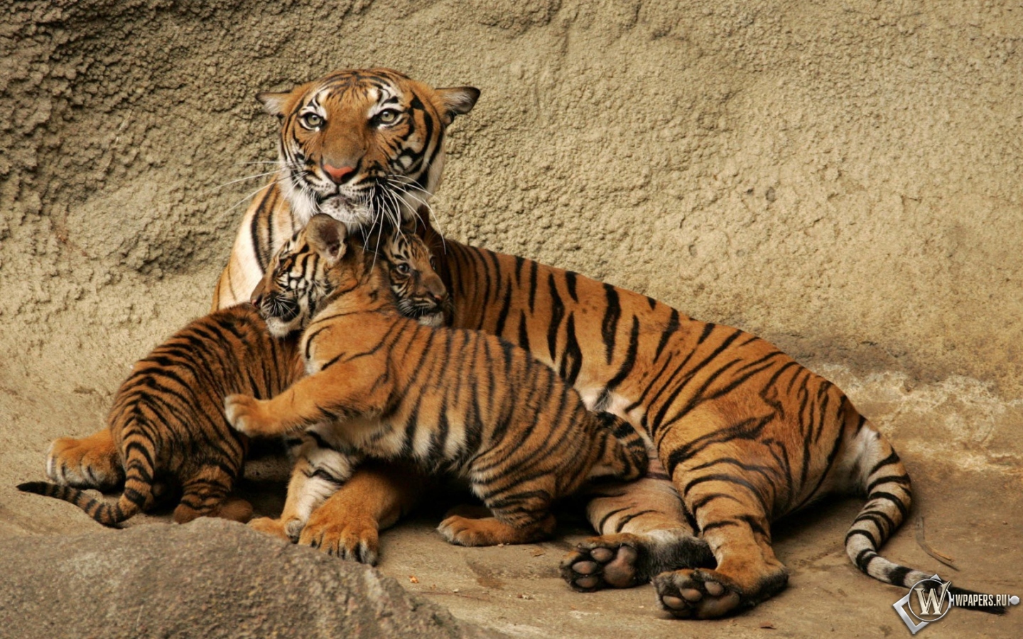 Тигрица с тигрятами 1440x900
