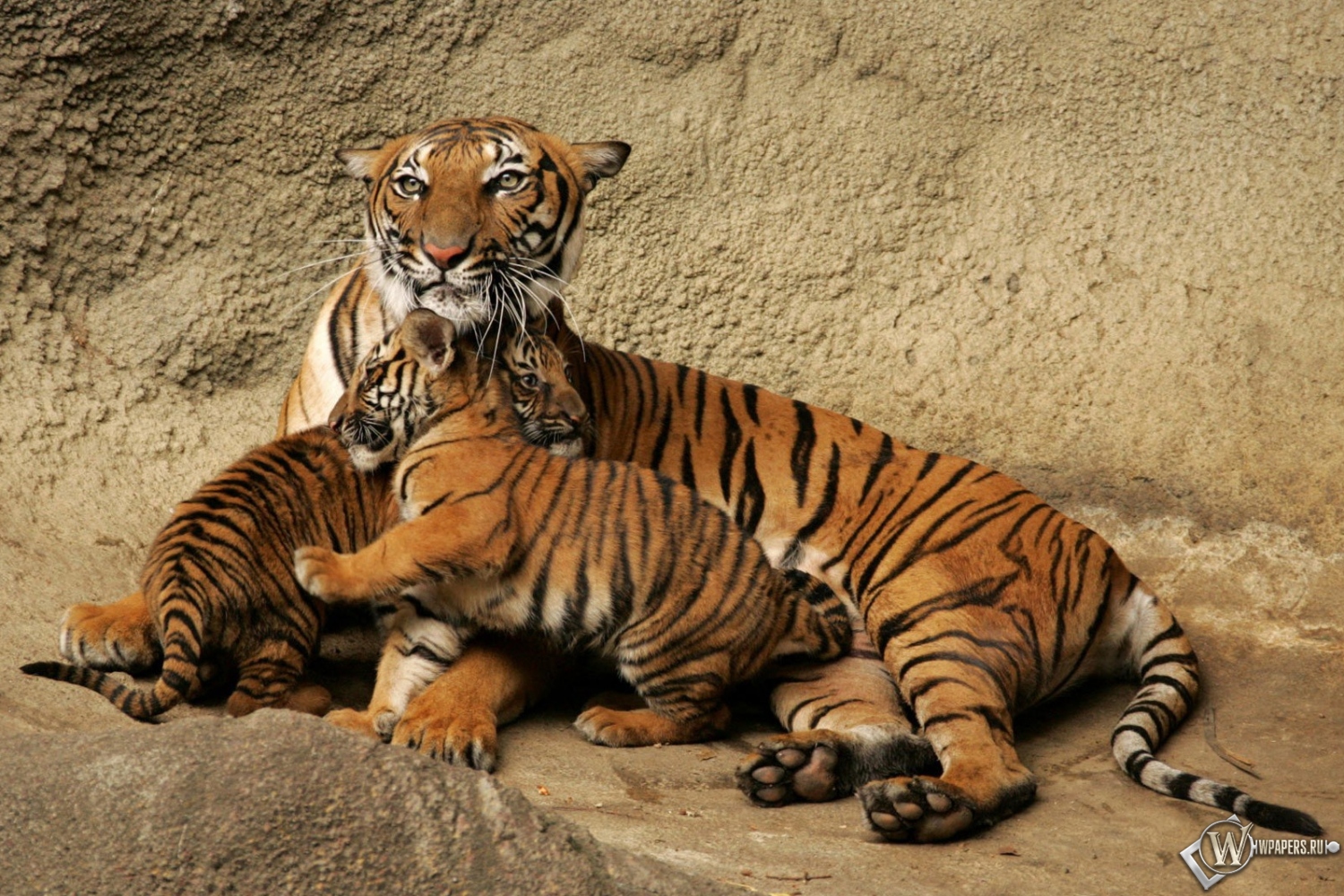 Тигрица с тигрятами 1500x1000