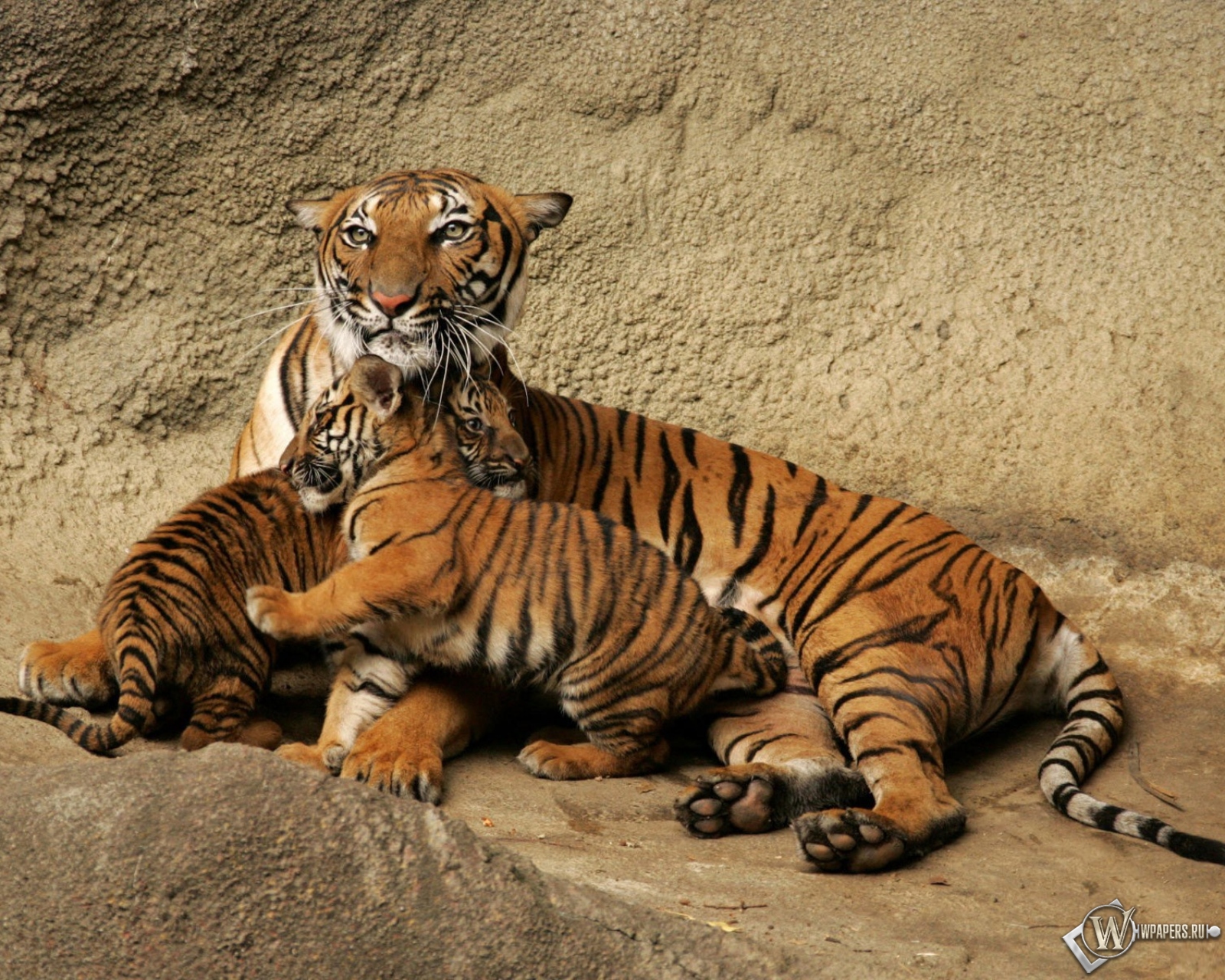 Тигрица с тигрятами 1600x1280