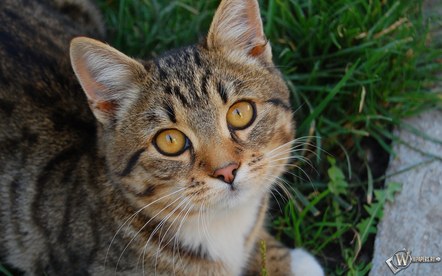 Кот с жёлтыми глазами 1440x900