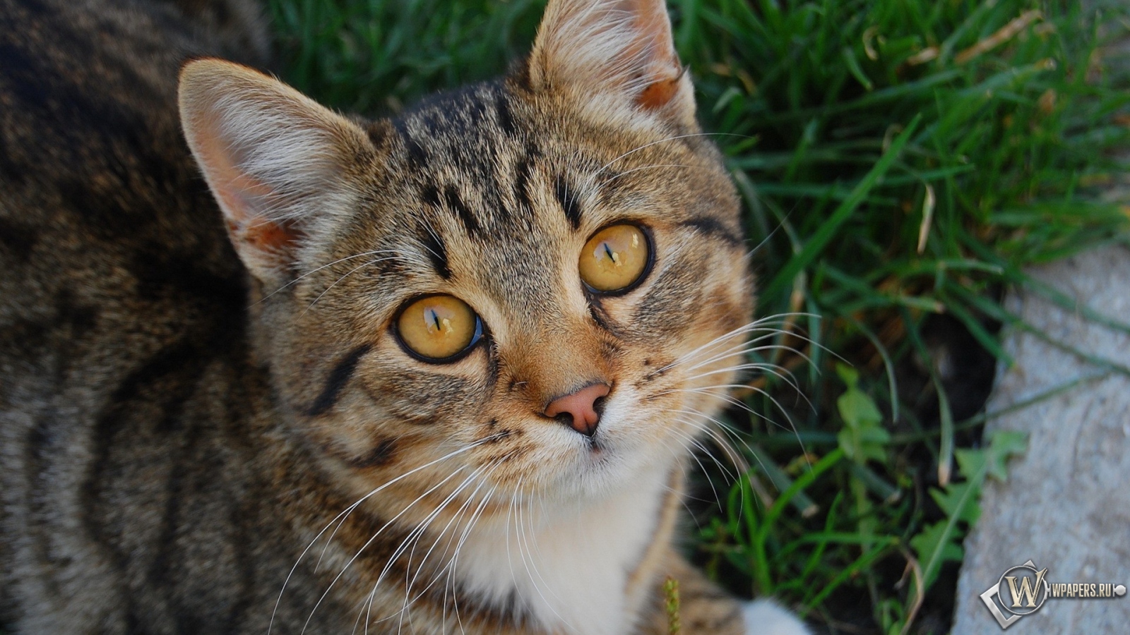 Кот с жёлтыми глазами 1600x900