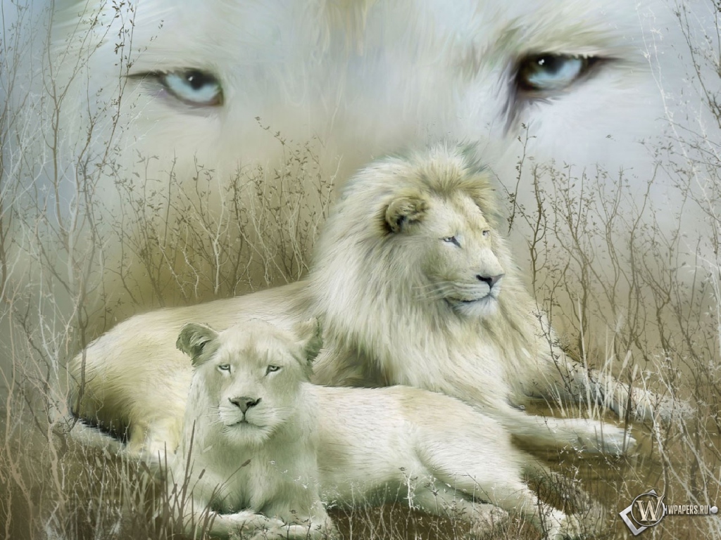 Белые львы 1024x768