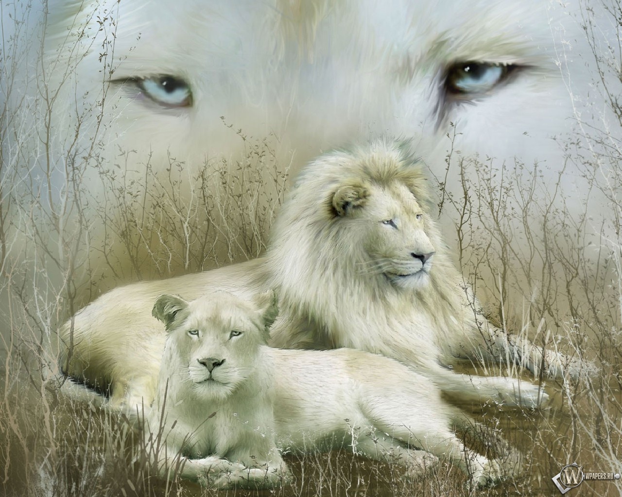 Белые львы 1280x1024