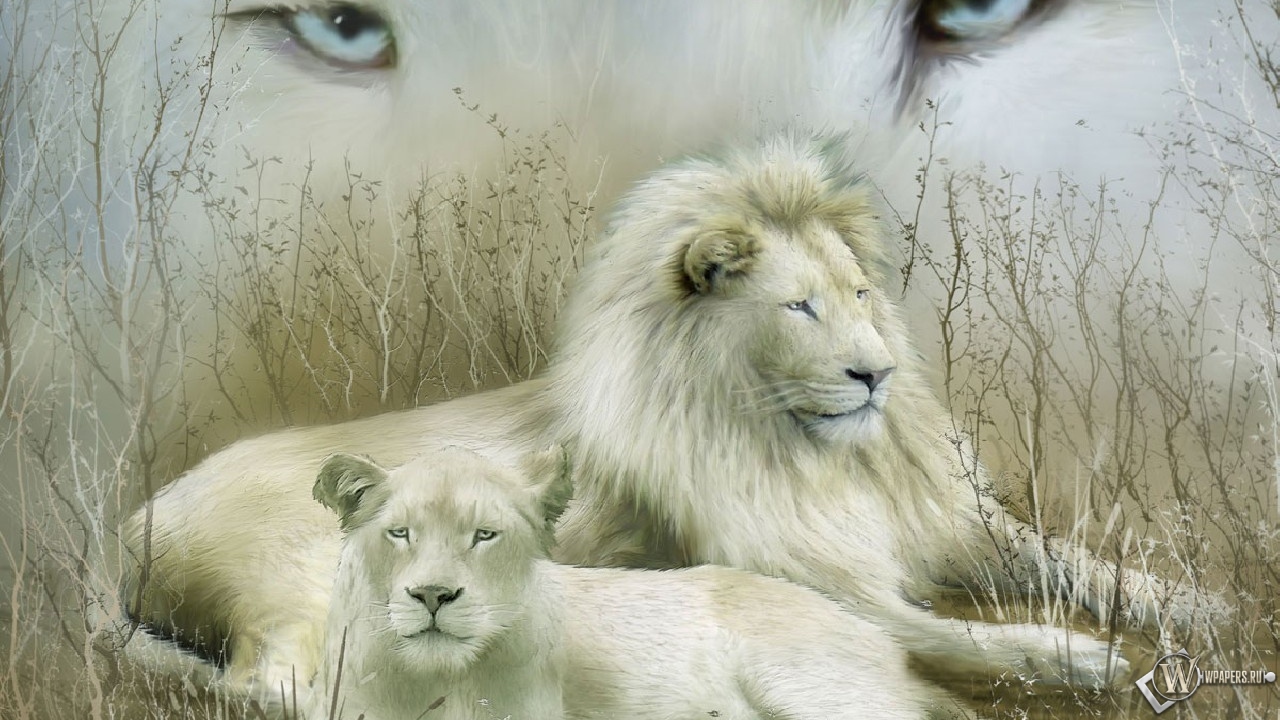 Белые львы 1280x720