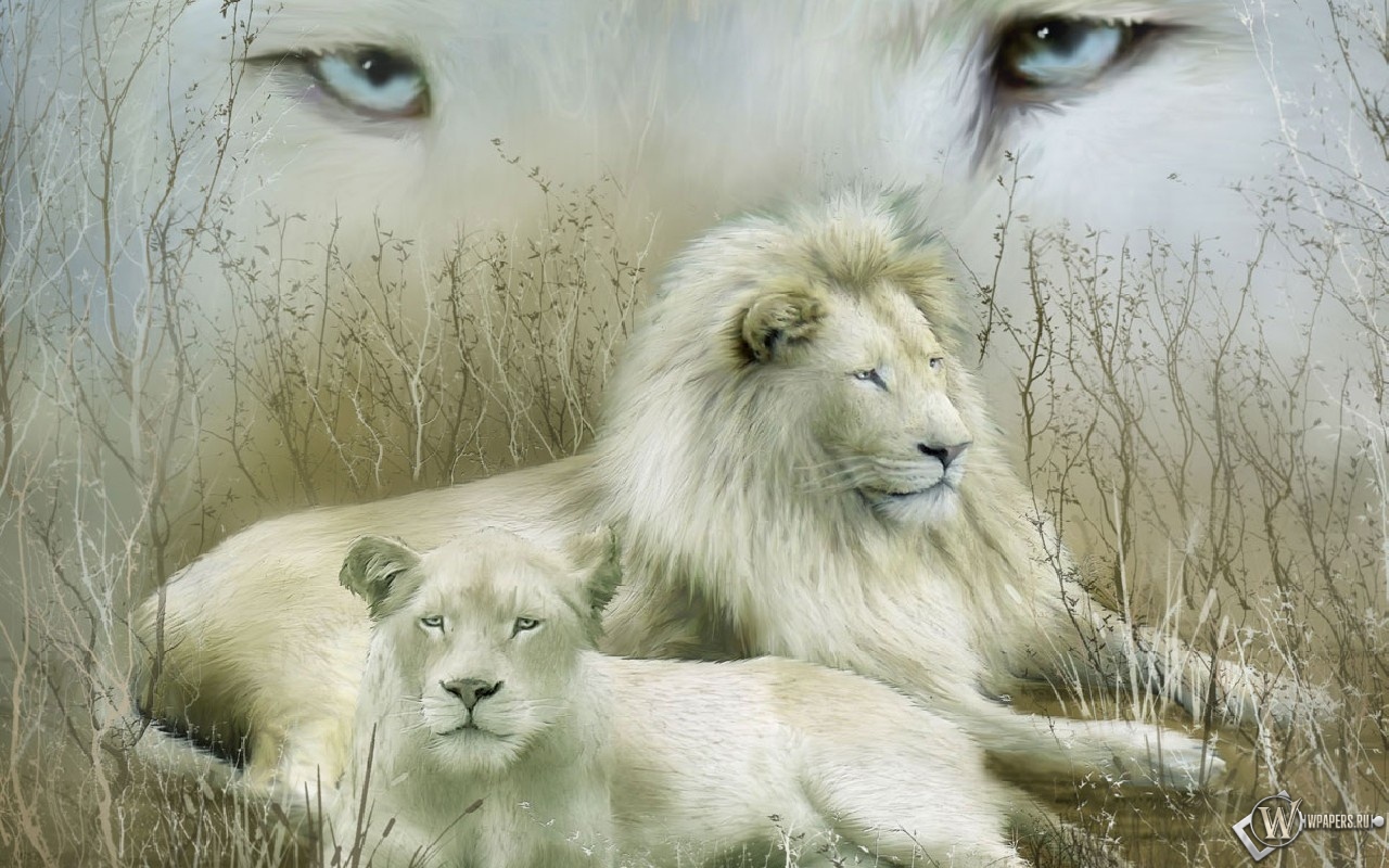 Белые львы 1280x800