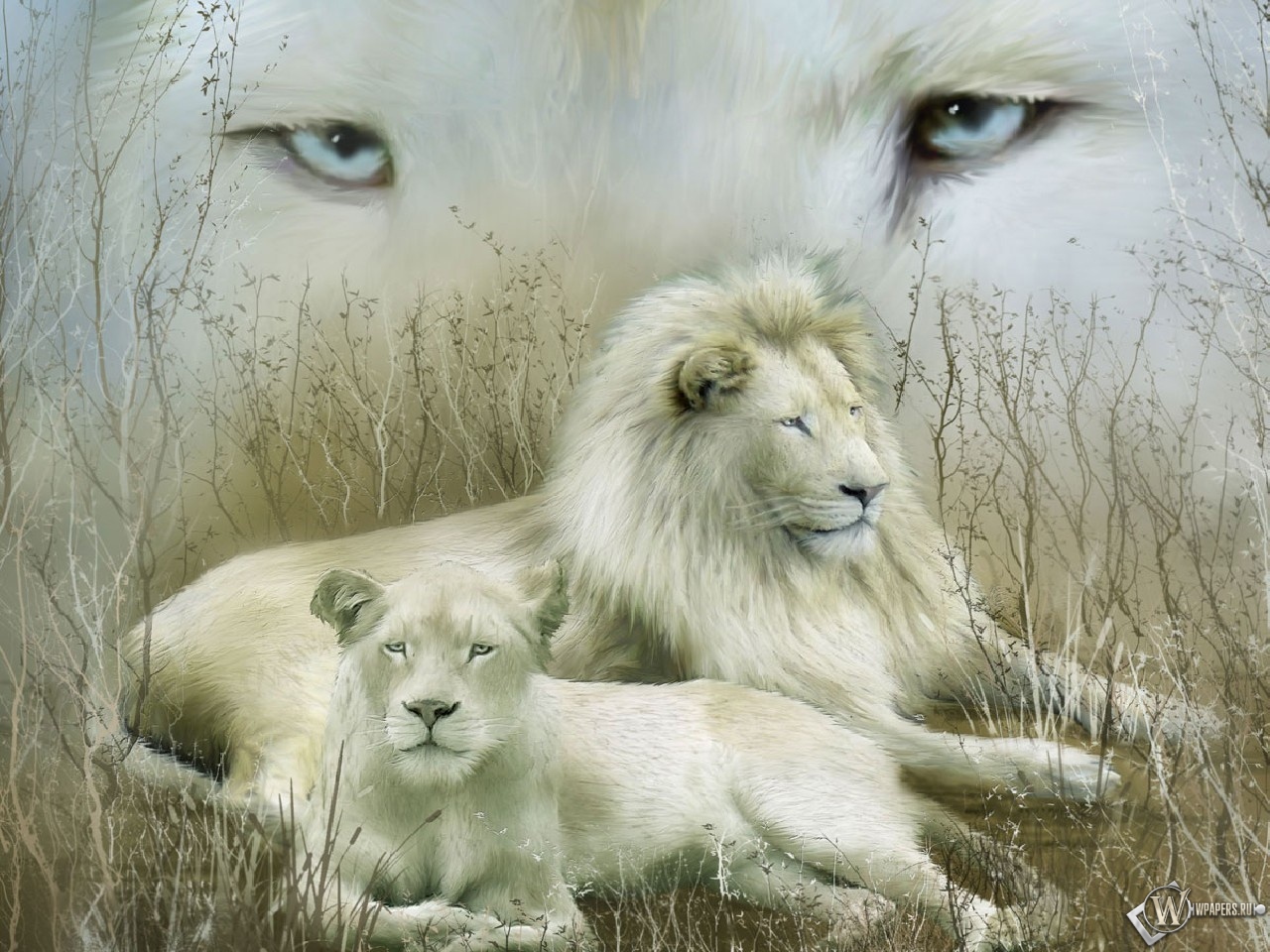 Белые львы 1280x960