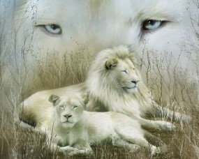 Обои Белые львы: Взгляд, Львы, Отдых, Семья, Кошки