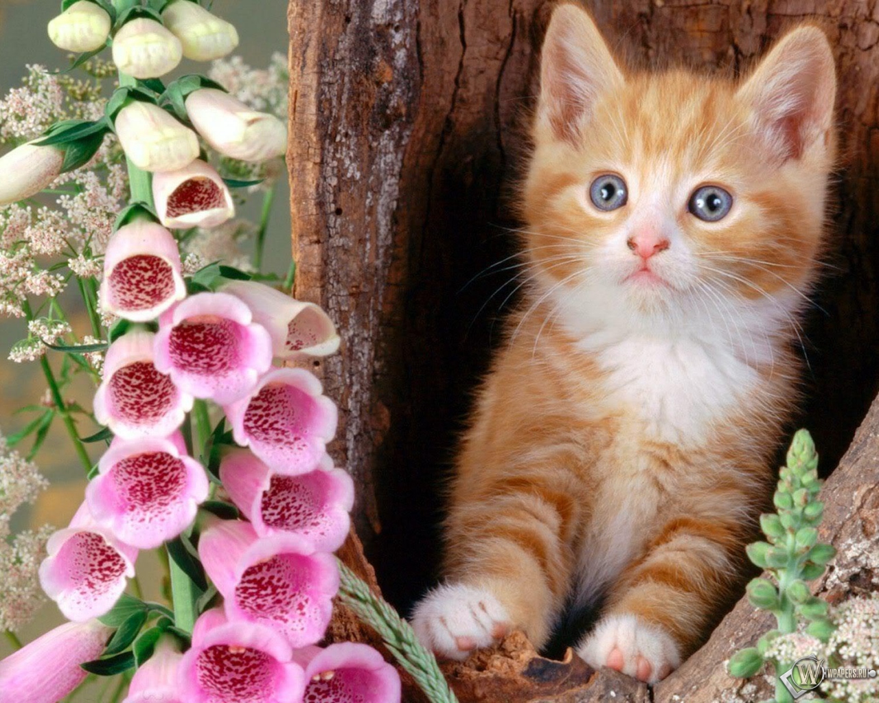 Котёнок с цветком 1280x1024