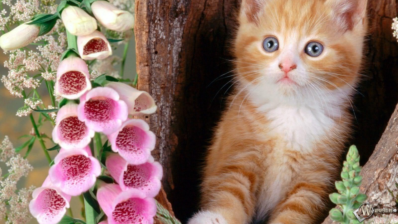 Котёнок с цветком 1280x720