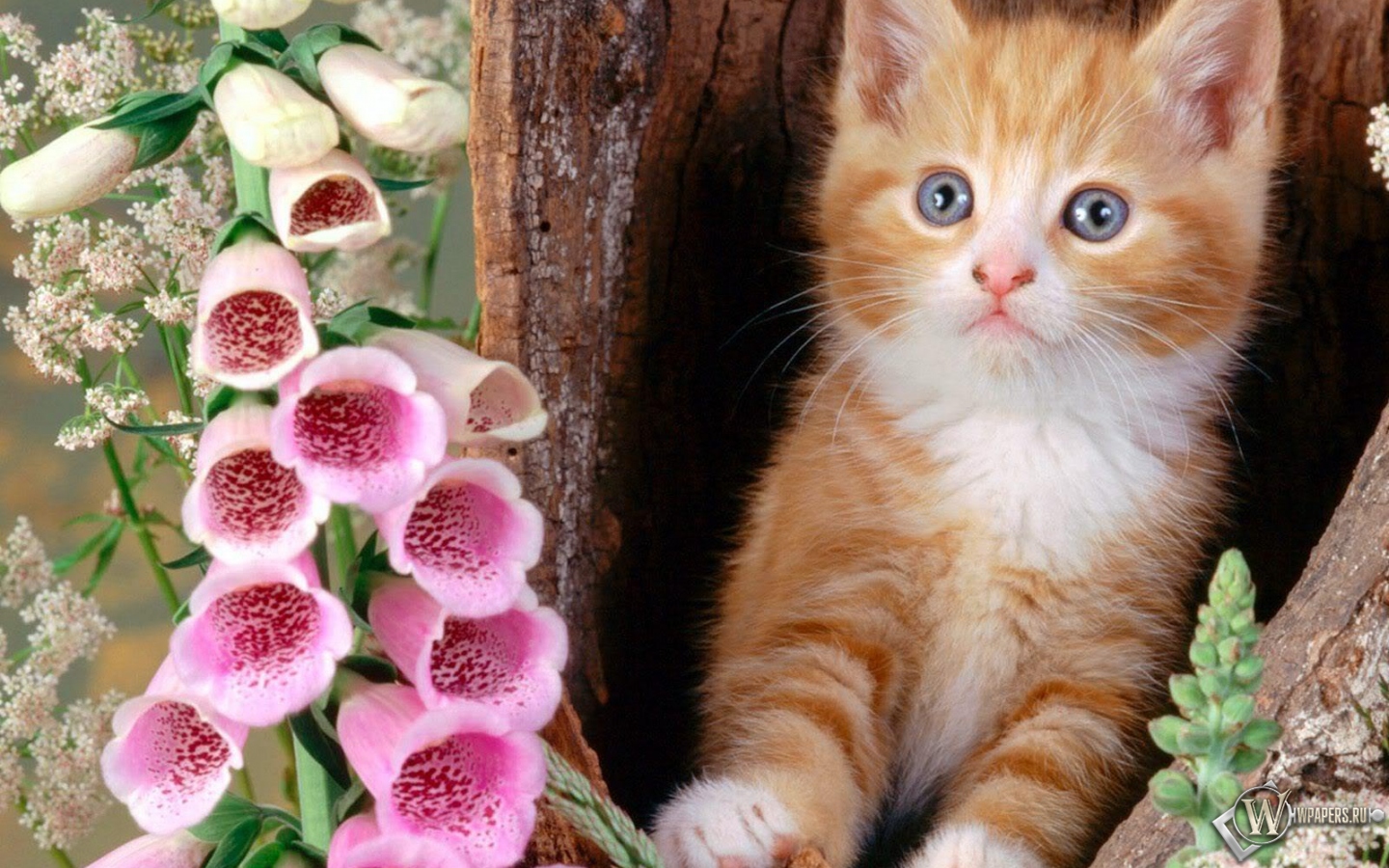 Котёнок с цветком 1440x900