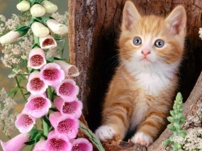 Обои Котёнок с цветком: Дерево, Цветы, Котёнок, Кошки