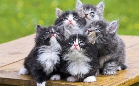 Обои Симпатичные котята: Взгляд, Котята, Кошки