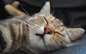 Обои Спящий кот: Кот, Сон, Морда, Кошки