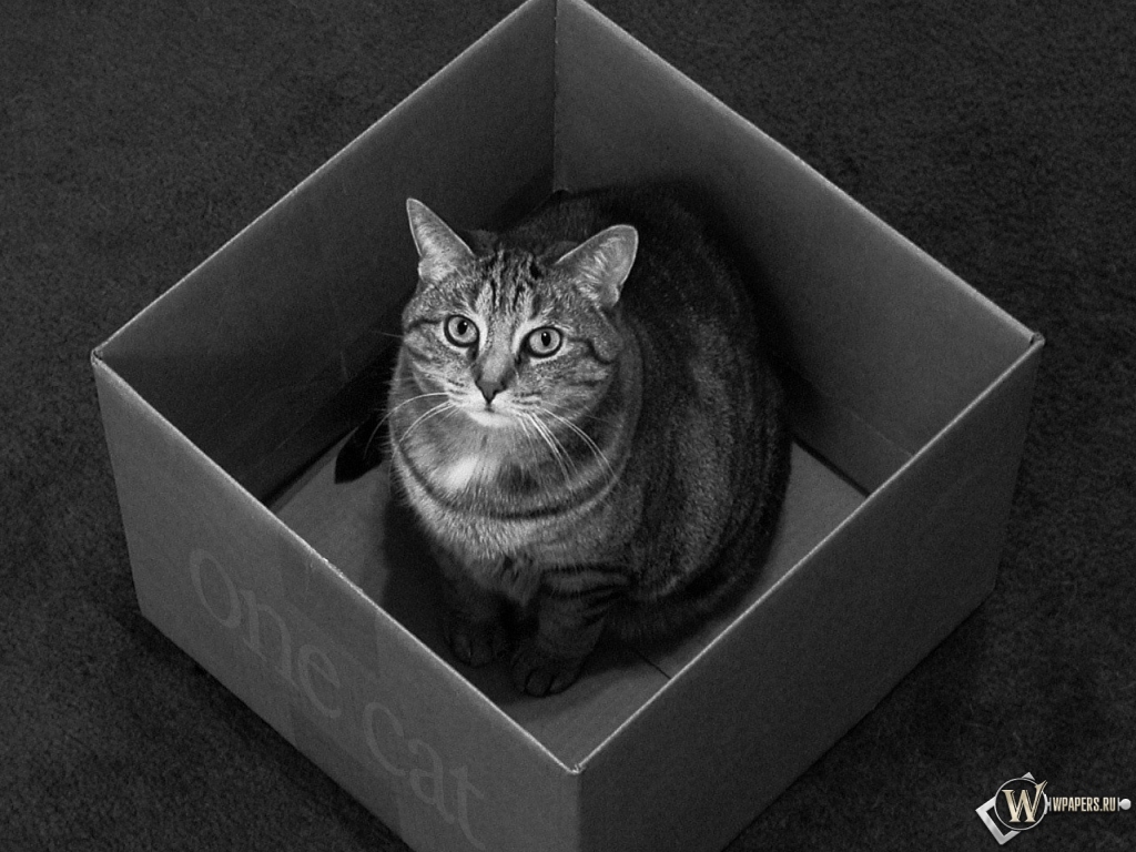 Кот в коробке 1024x768