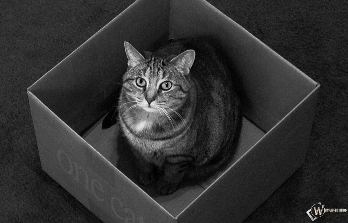 Кот в коробке 1200x768