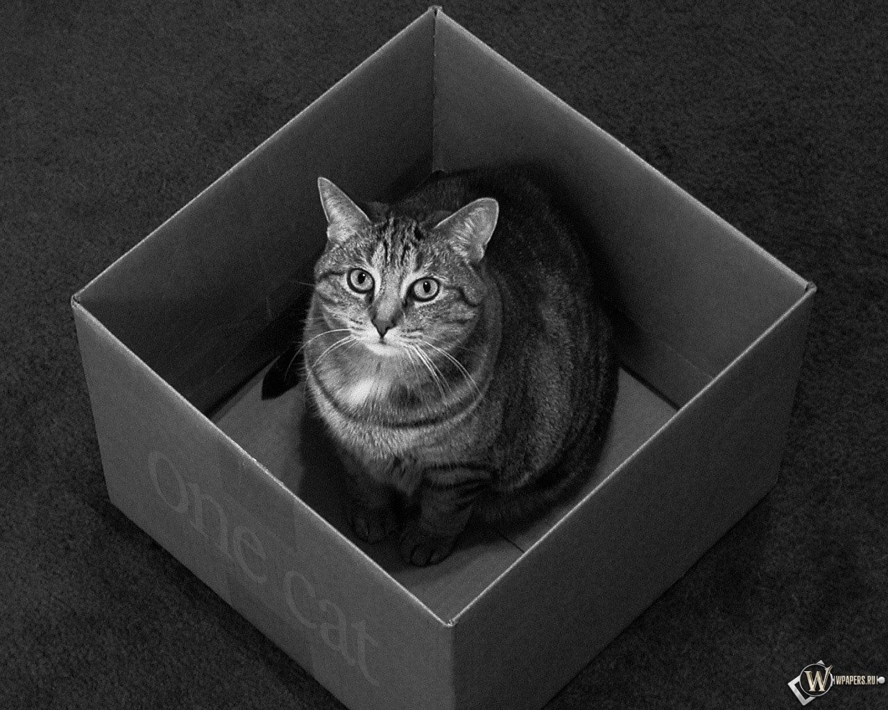 Кот в коробке 1280x1024