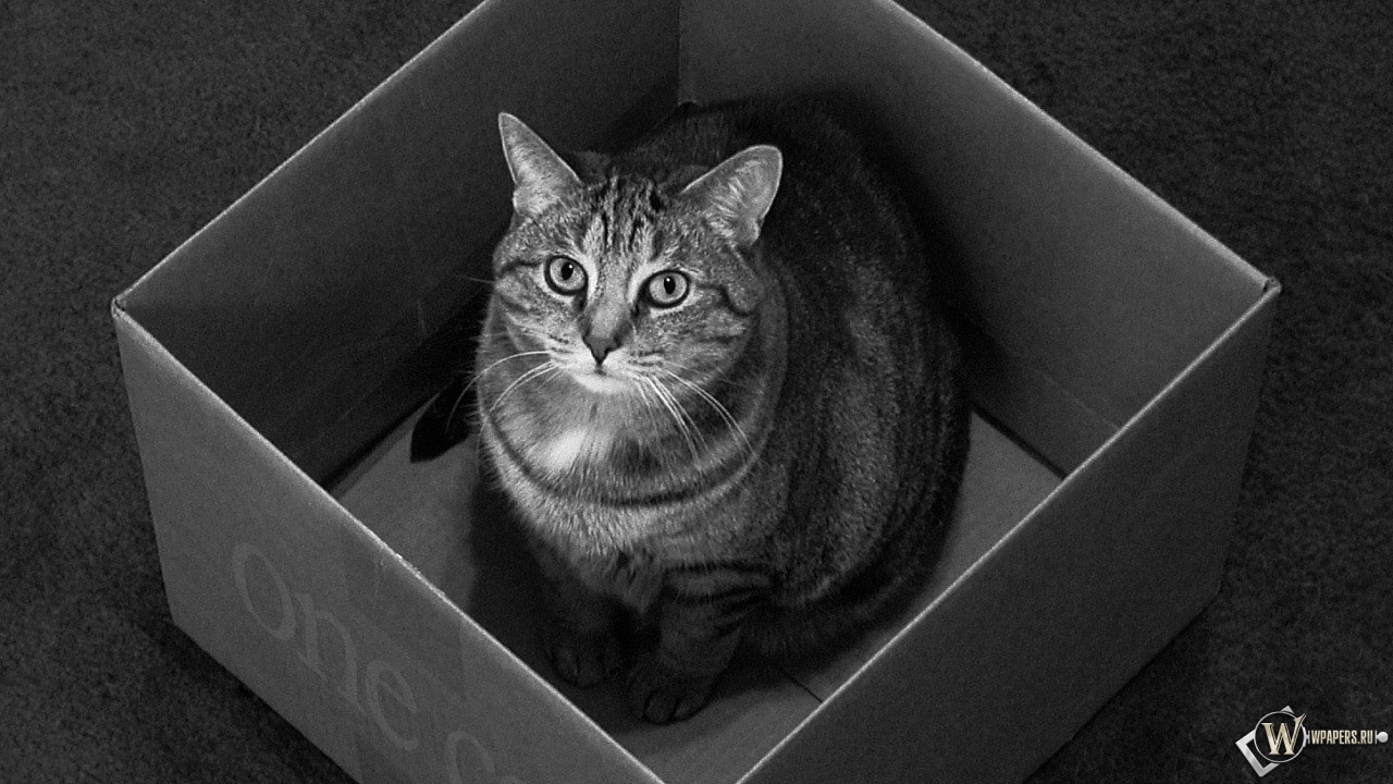 Кот в коробке 1280x720