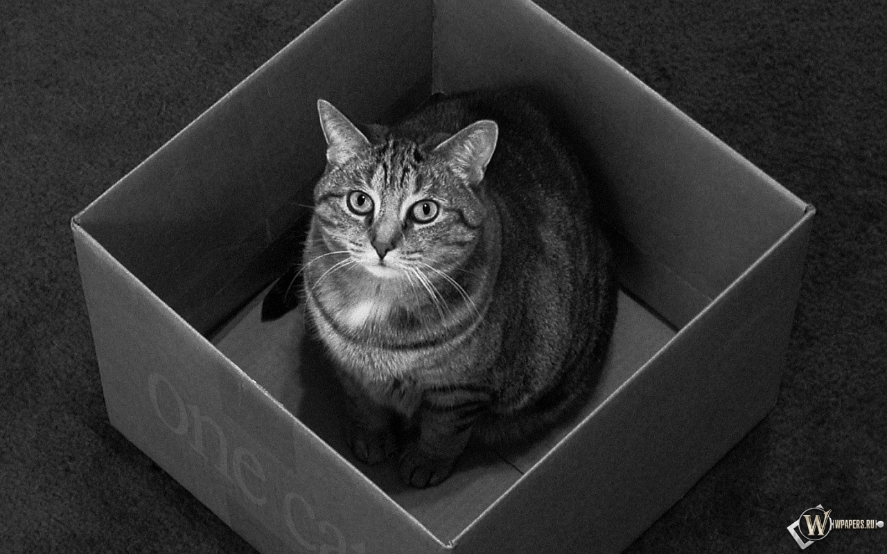 Кот в коробке 1280x800