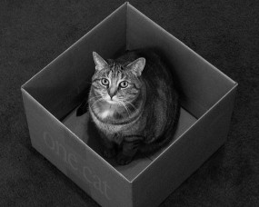 Обои Кот в коробке: Кот, Коробка, Кошки