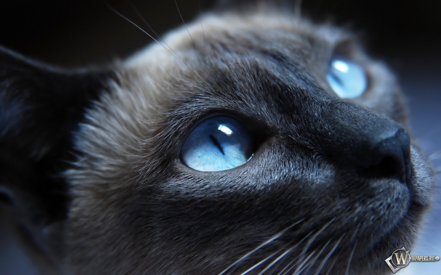 Голубоглазый кот 1440x900