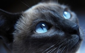 Обои Голубоглазый кот: Глаза, Кот, Нос, Кошки