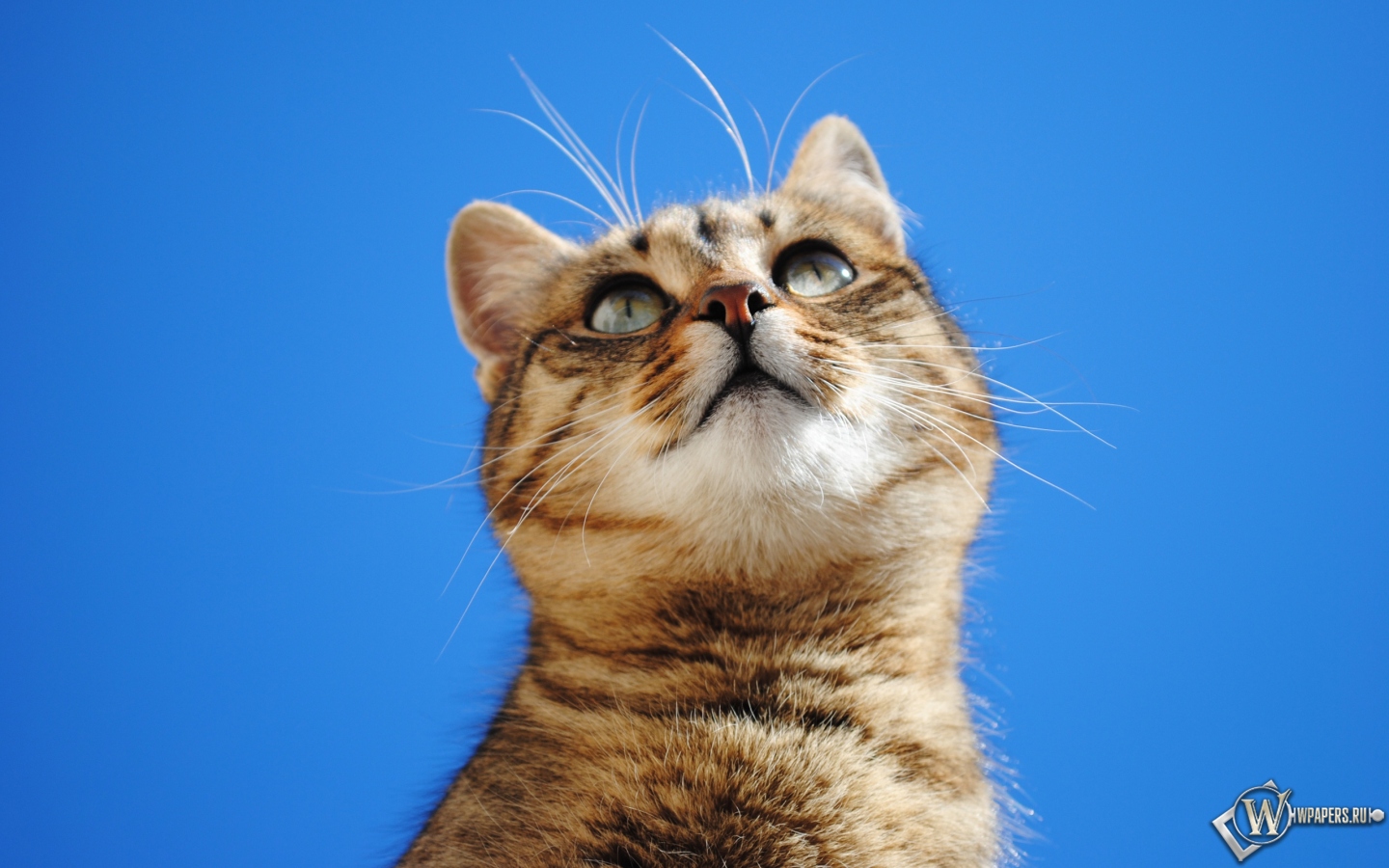Кот на голубом фоне 1440x900
