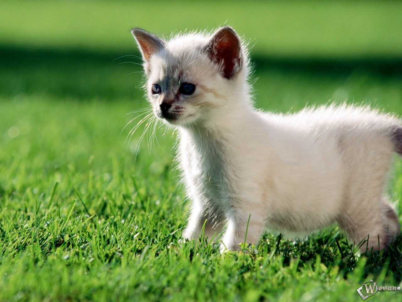 Котёнок на траве 1280x960