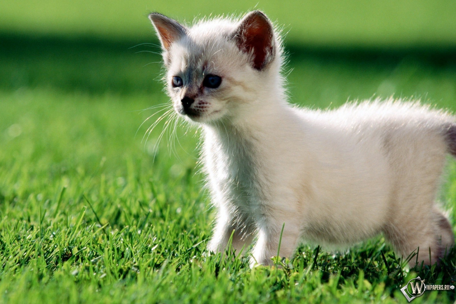 Котёнок на траве 1500x1000