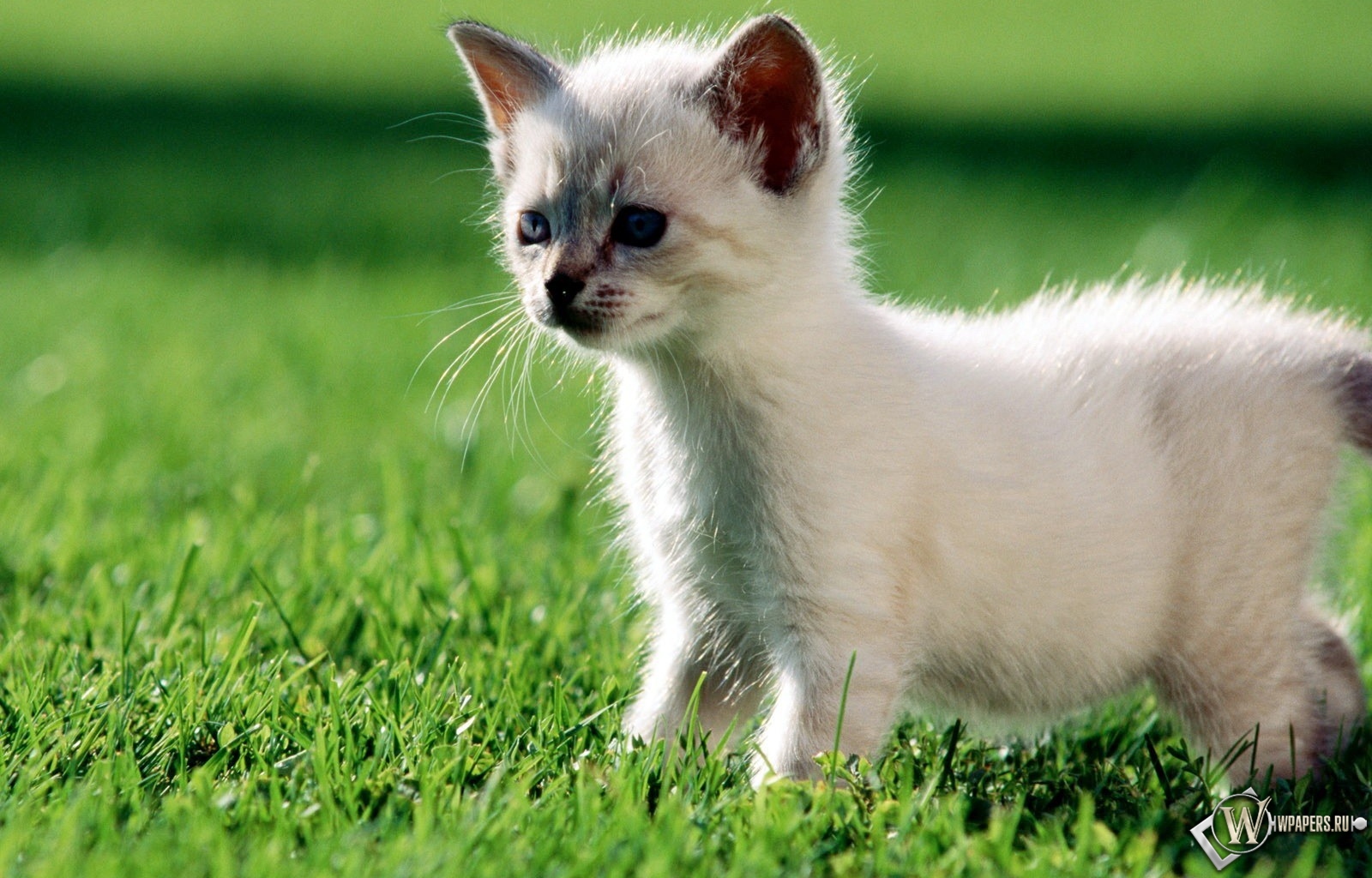 Котёнок на траве 1600x1024