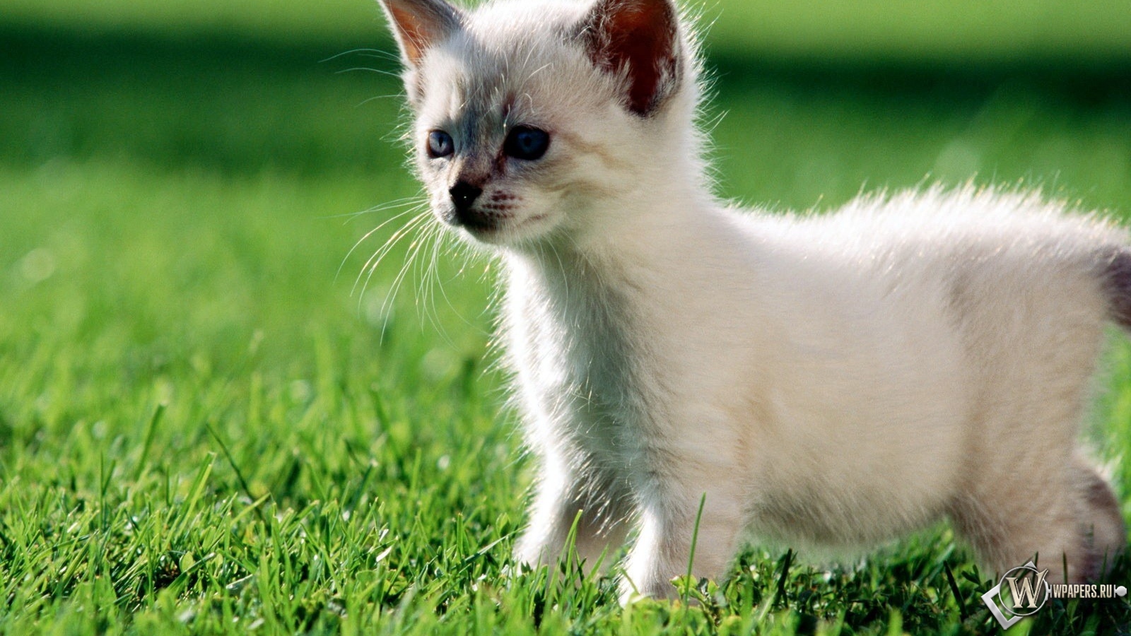 Котёнок на траве 1600x900