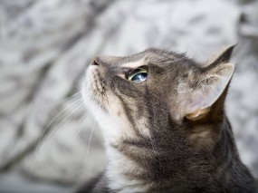 Обои Кот в профиль: Глаза, Кот, Уши, Кошки