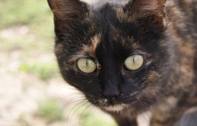 Обои Сероглазый кот: Глаза, Кот, Усы, Кошки
