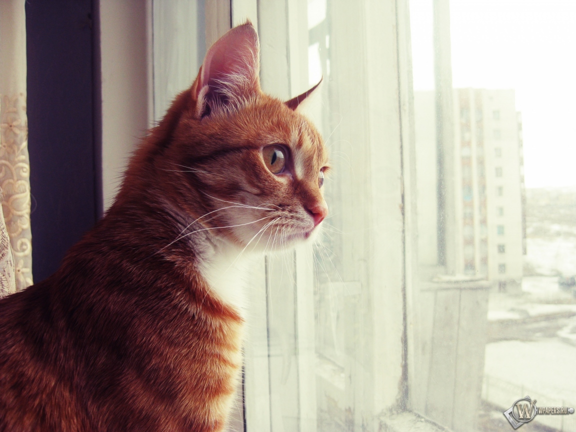Кот смотрит в окно 1152x864