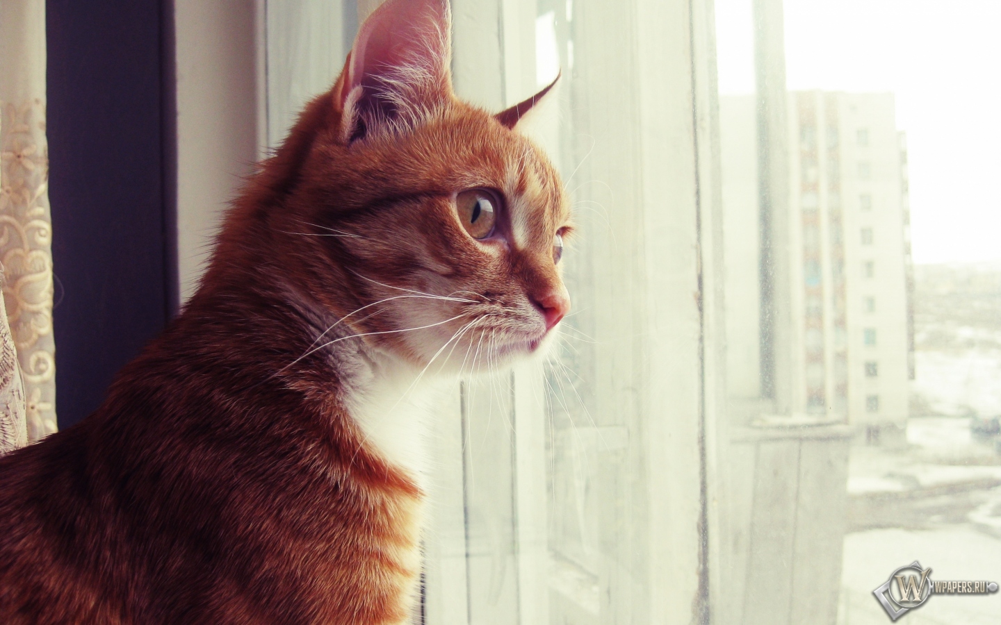 Кот смотрит в окно 1440x900