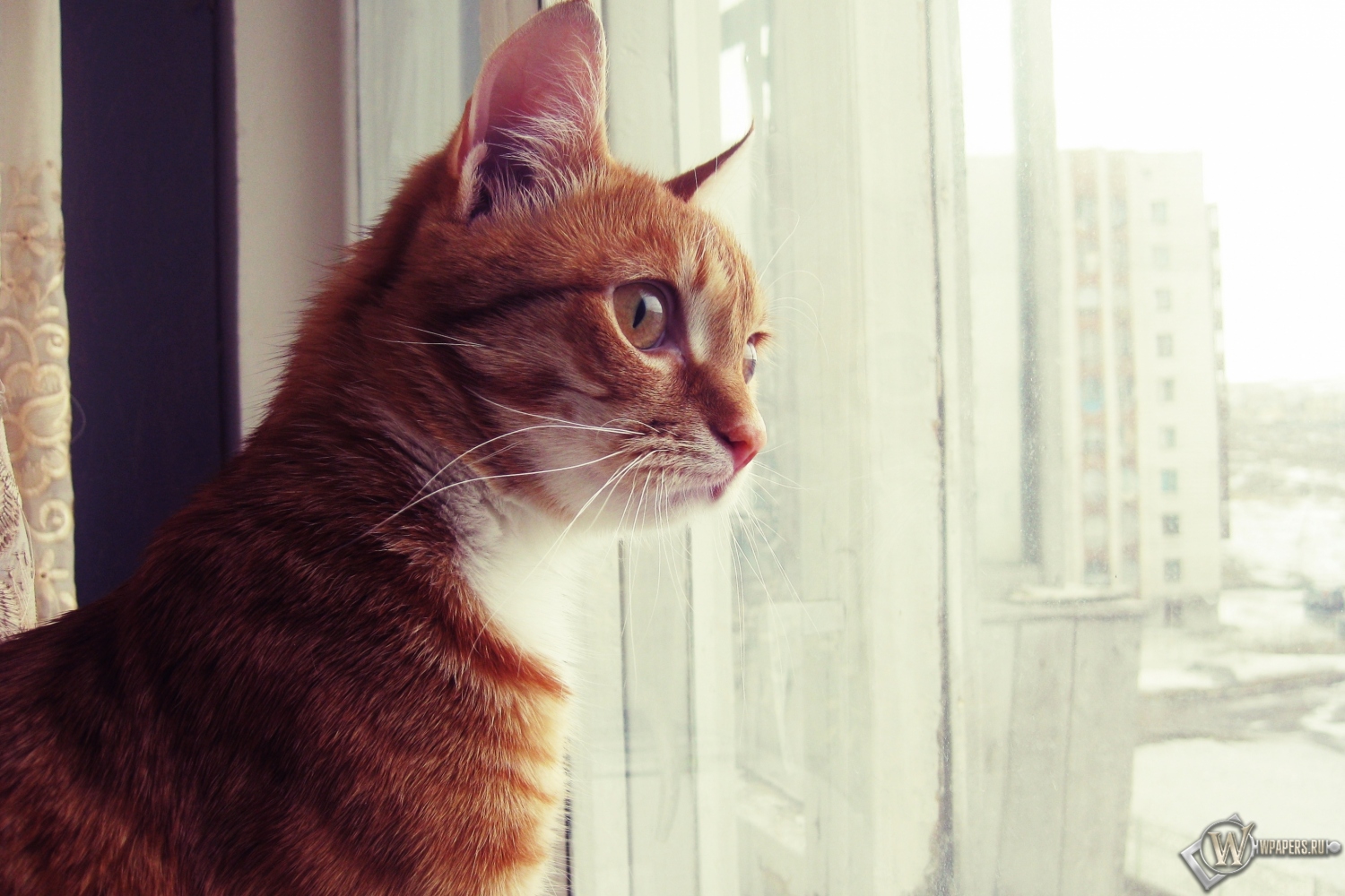 Кот смотрит в окно 1500x1000
