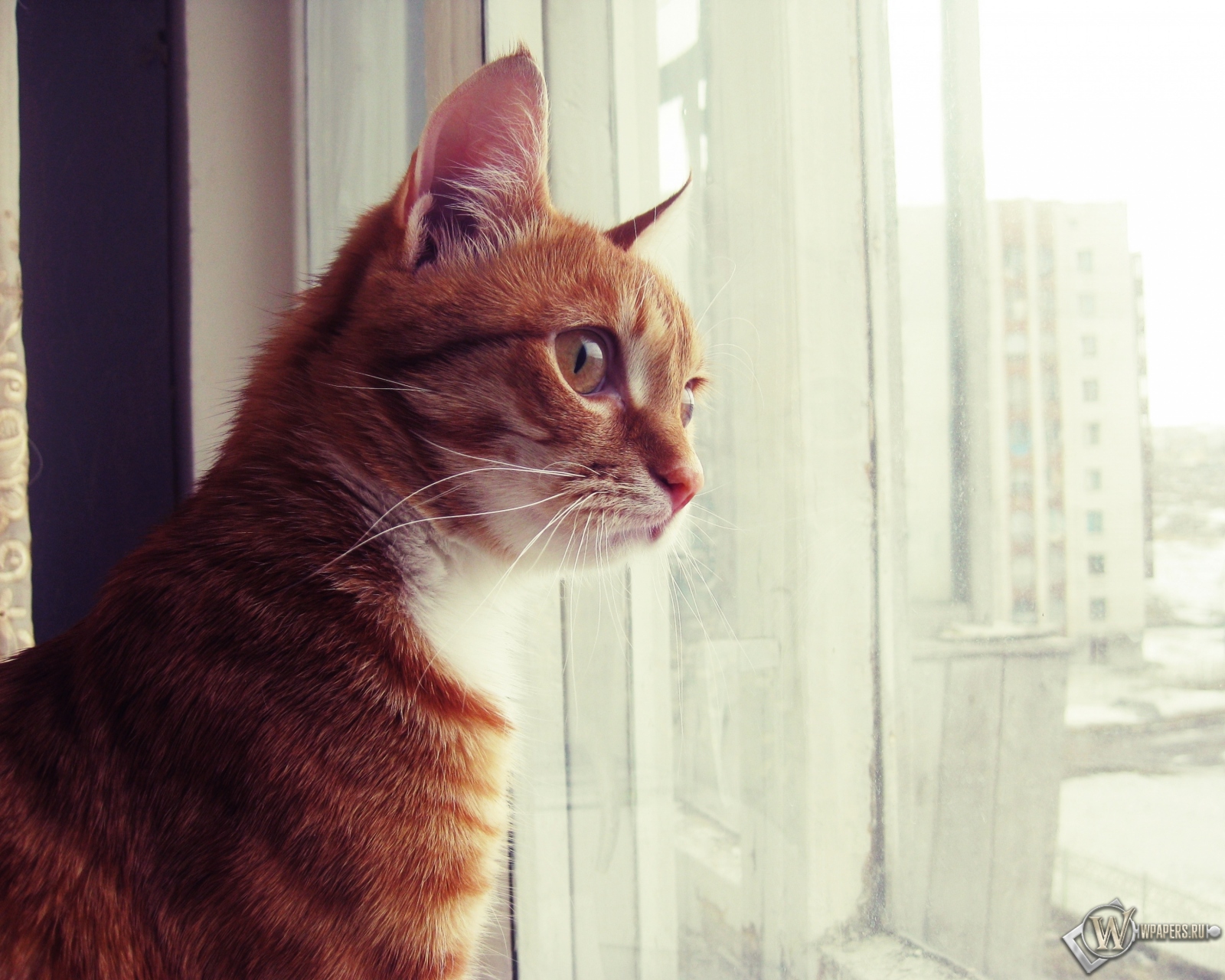 Кот смотрит в окно 1600x1280