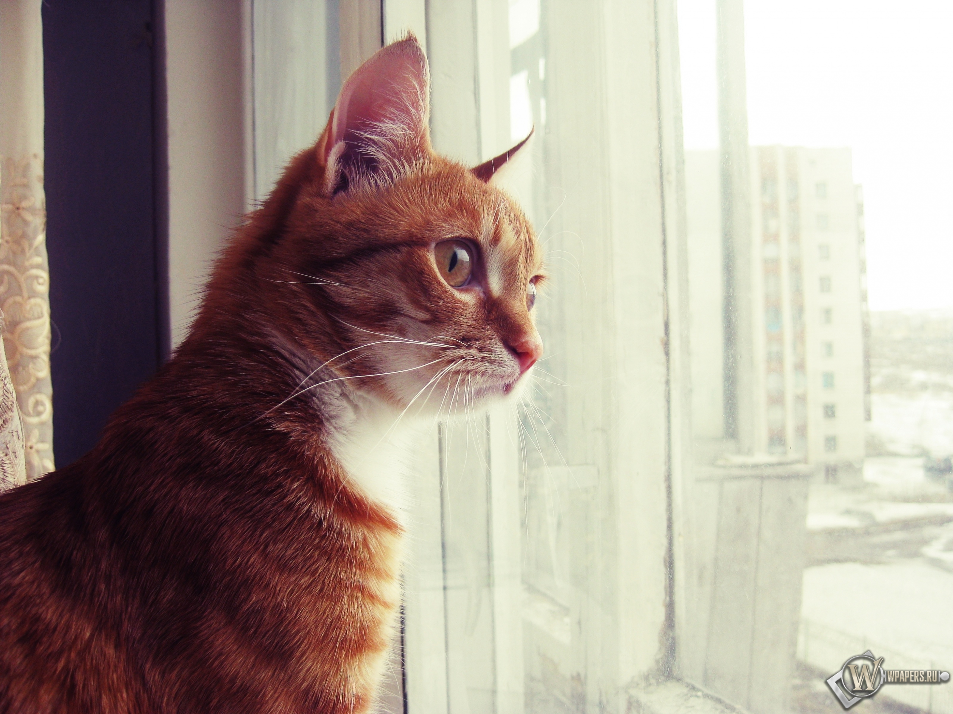 Кот смотрит в окно 3200x2400