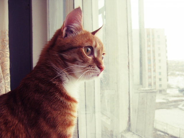Кот смотрит в окно