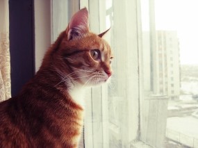 Обои Кот смотрит в окно: Кот, Окно, Рыжий, Кошки